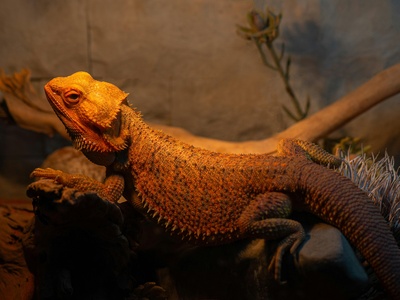 Agama