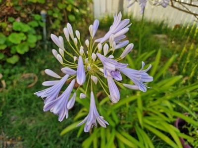 Agapanthus