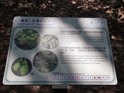 Agarwood tree