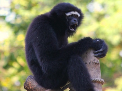 Agile Gibbon