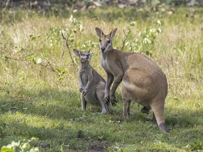 Agile Wallaby