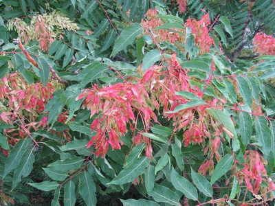 Ailanthus
