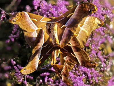 Ailanthus silkmoth (Cynthia moth)