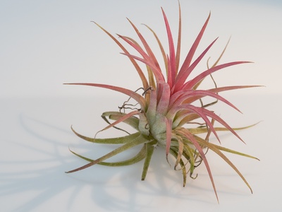Air Plant