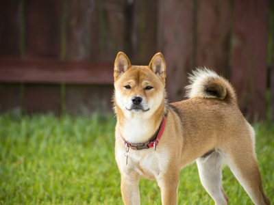 Akita