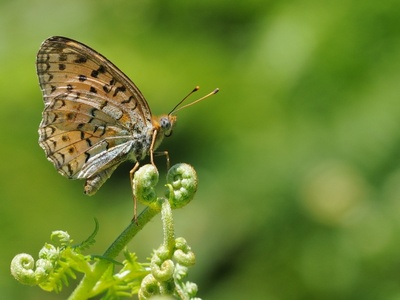 Aladag Fritillary