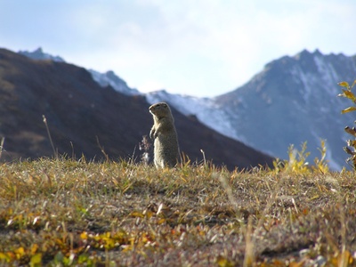 Alaska Marmot