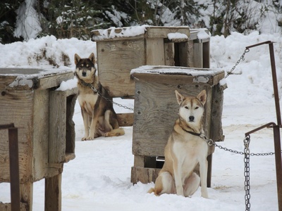 Alaskan Husky
