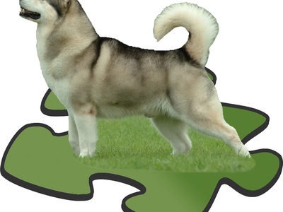 Alaskan Malamute