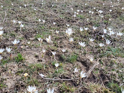 Alatau Crocus