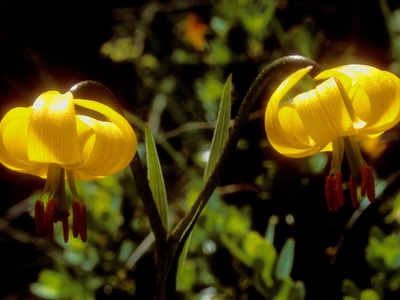 Albanian Lily