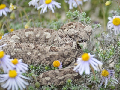 Albany Adder
