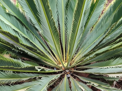 Albany Cycad
