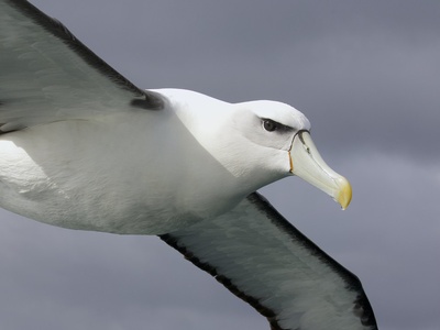 Albatross