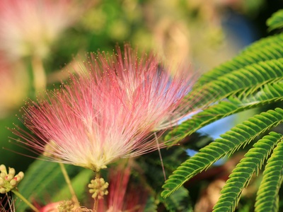 Albizia