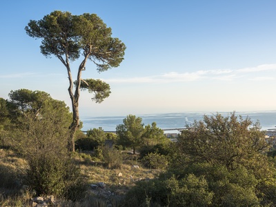 Aleppo Pine