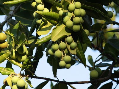 Alexandrian Laurel