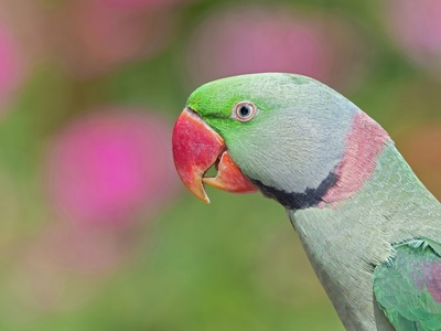 Alexandrine Parakeet