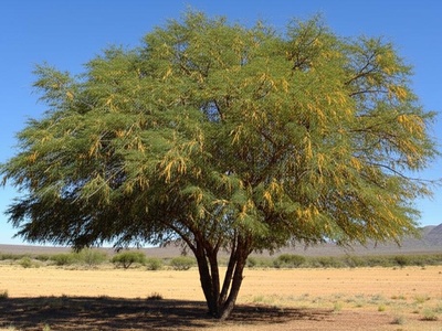Algarrobo (Argentine Mesquite)