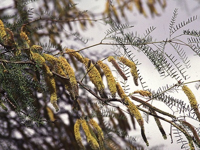 Algarrobo (Chilean Mesquite)