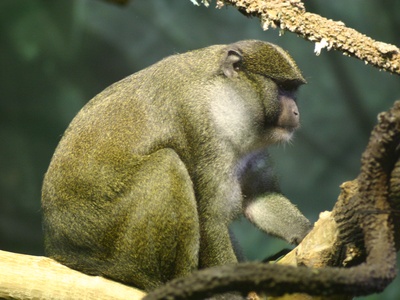 Allen's Swamp Monkey
