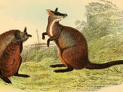 Allied Rock-wallaby