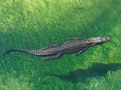 Alligator