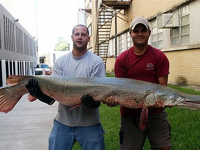 Alligator gar