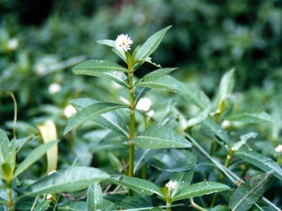 Alligator Weed