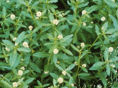 Alligator Weed