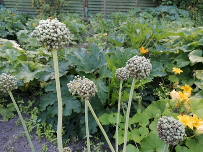 Allium