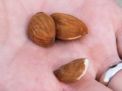 Almond