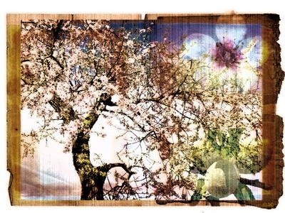 Almond (Amêndoa)
