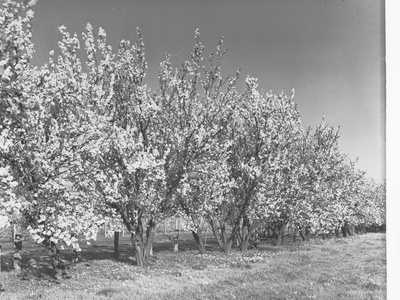 Almond blossom