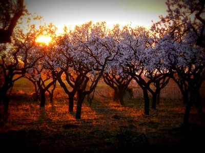 Almond Tree