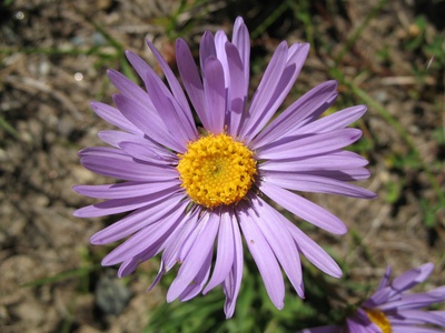 Alpine Aster
