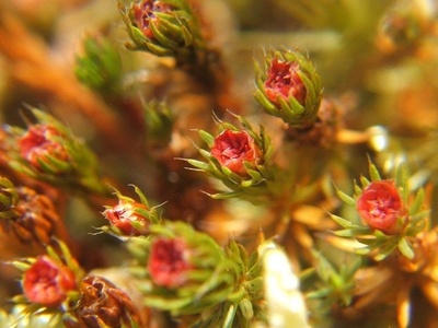 Alpine haircap