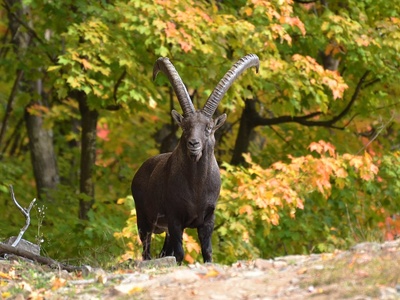 Alpine ibex