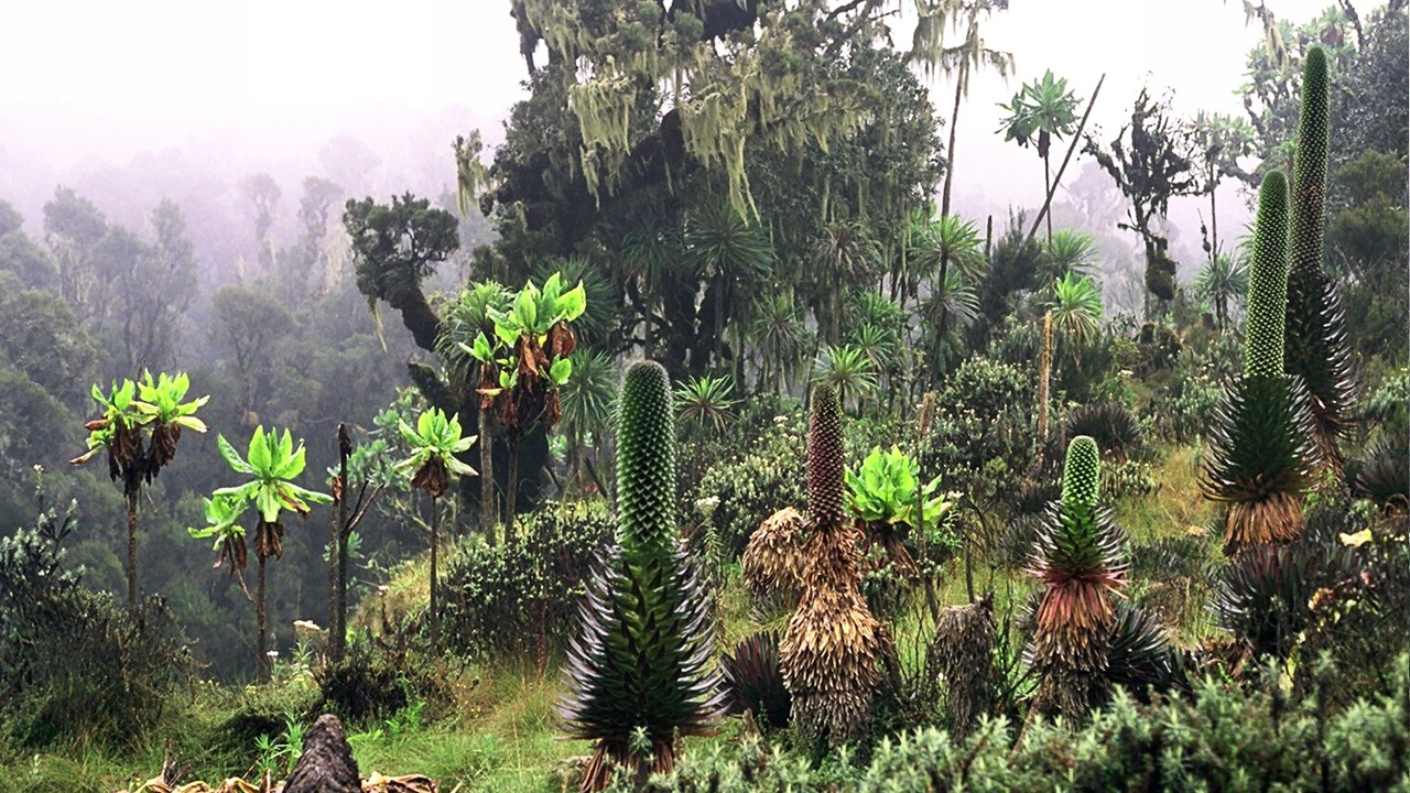 Afro-alpine giant rosette plants on a volcanic slope