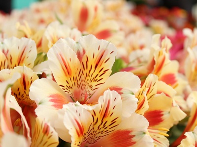 Alstroemeria