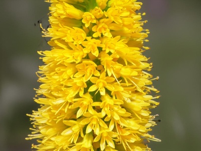 Altai Foxtail Lily