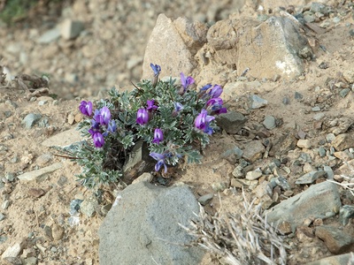 Altai Vetch