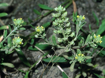 Alyssum