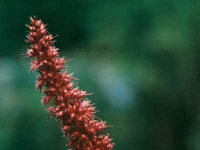 Amaranth