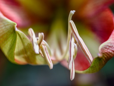 Amaryllis