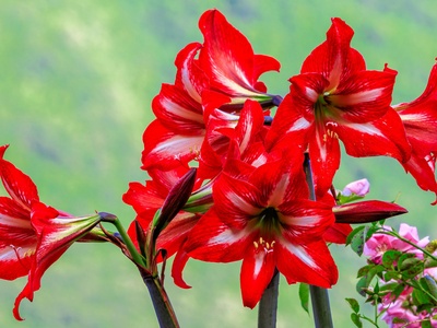 Amaryllis / Hippeastrum