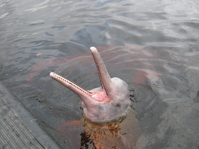 Amazon River Dolphin