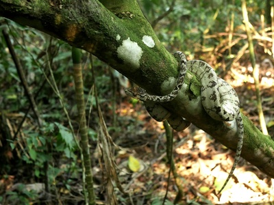 Amazon Tree Boa