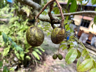 Ambarella
