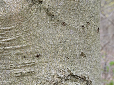 American Beech